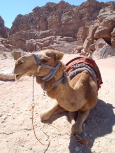Camel in Petra